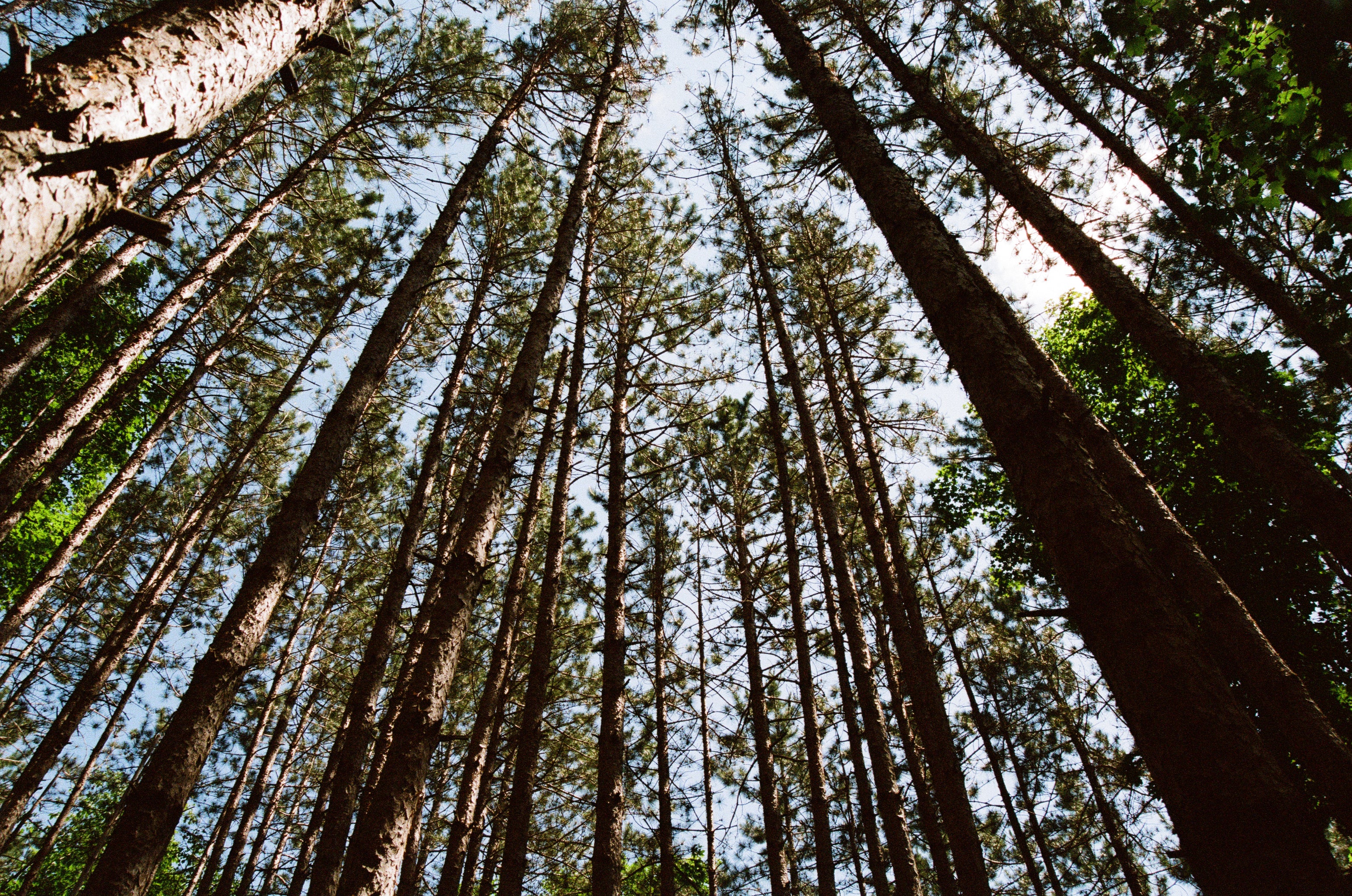 from the ground looking up to the sky in a forest, surrounded by trees